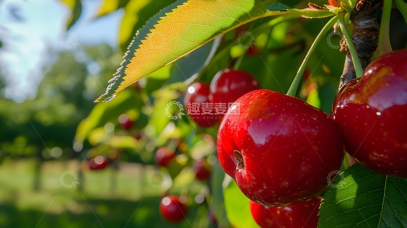 高清大图下载【趣麦麦图】樱桃园丰收景象摄影图片