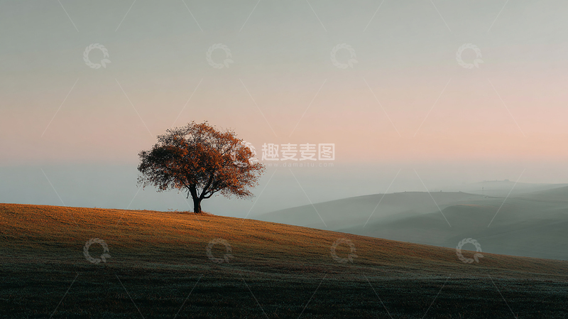 高清大图下载【趣麦麦图】孤独之树的晨曦低语