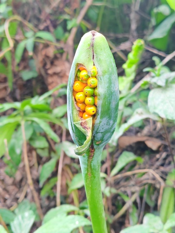 植物果实蕾包自然风光