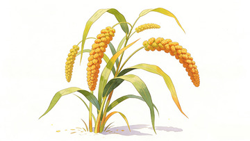 手绘小米植物插画