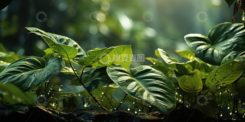 高清大图下载【趣麦麦图】热带雨林植物景观摄影