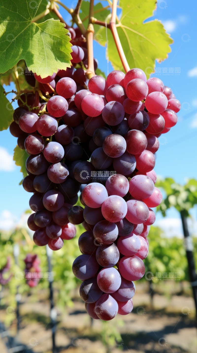 高清大图下载【趣麦麦图】葡萄园红葡萄丰收美景