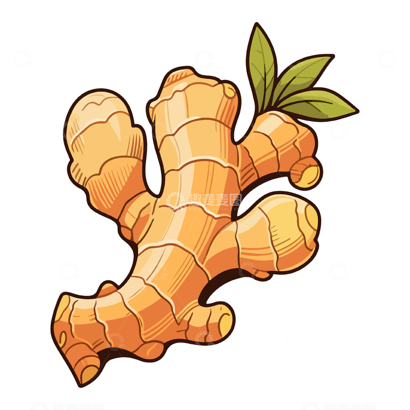 源文件下载【趣麦麦图】手绘风格姜图案插画素材