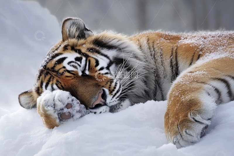高清大图下载【趣麦麦图】雪地里睡觉的一只老虎
