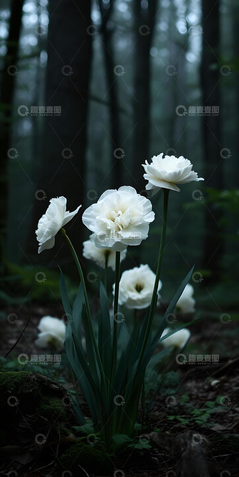 高清大图下载【趣麦麦图】治愈系重瓣鲜花鲜花壁纸ins风5