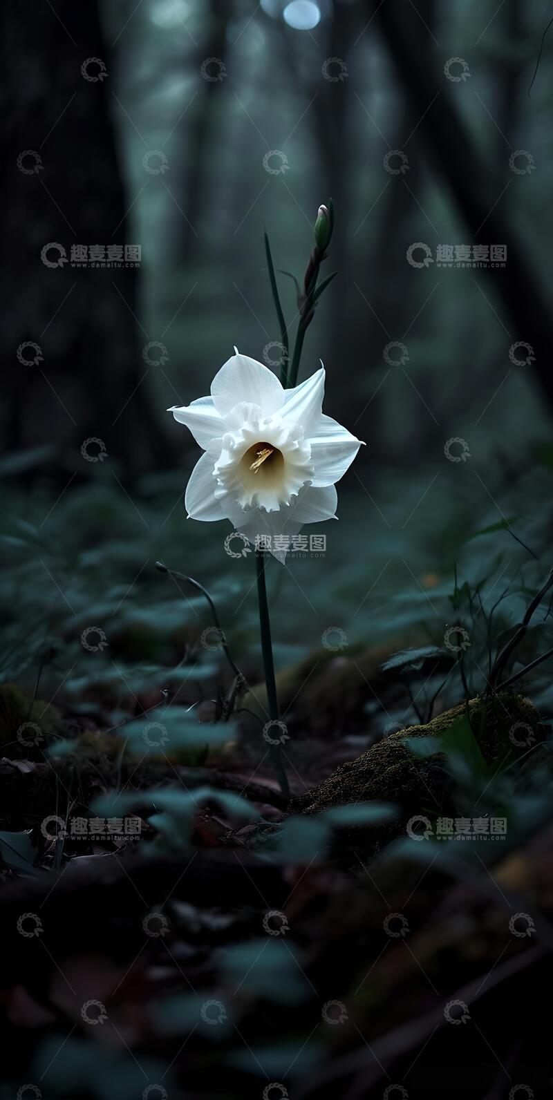 高清大图下载【趣麦麦图】治愈系重瓣鲜花鲜花壁纸ins风4