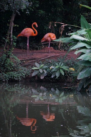 热带雨林火烈鸟自然风光摄影