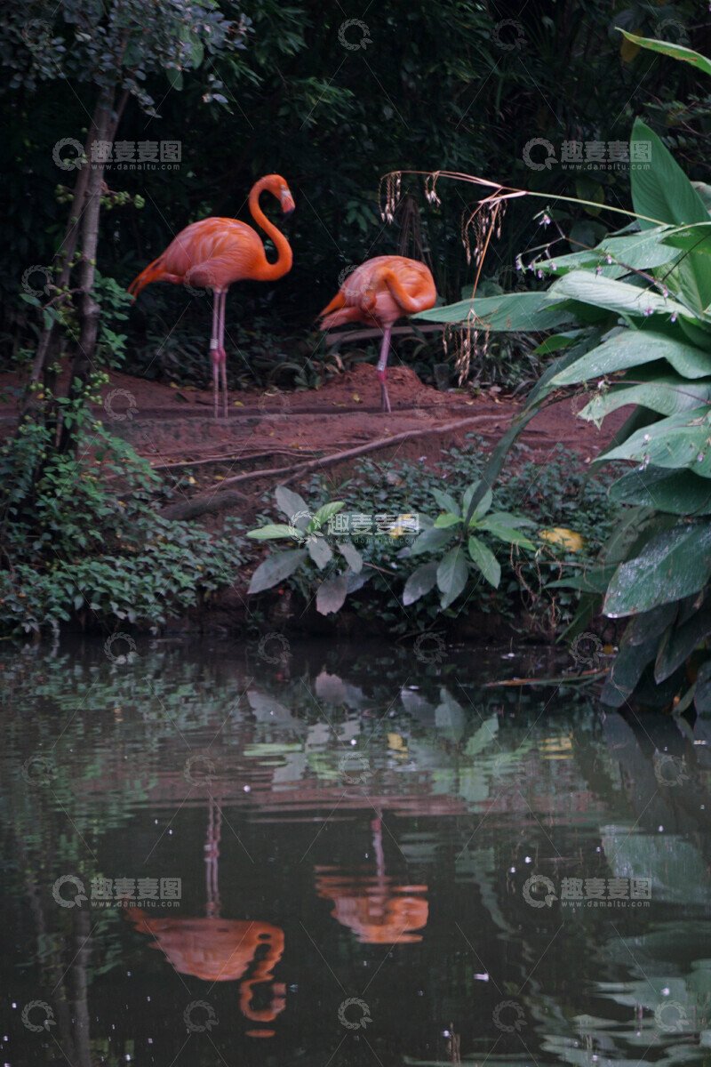 高清大图下载【趣麦麦图】热带雨林火烈鸟自然风光摄影