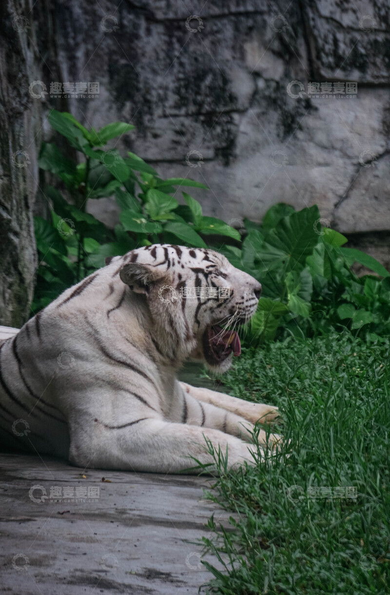 高清大图下载【趣麦麦图】白虎休息绿植背景