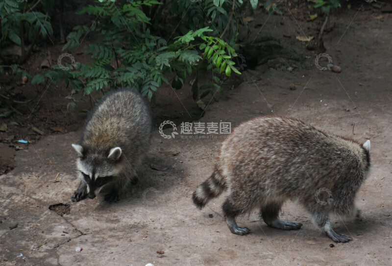 高清大图下载【趣麦麦图】野生浣熊觅食自然环境摄影图