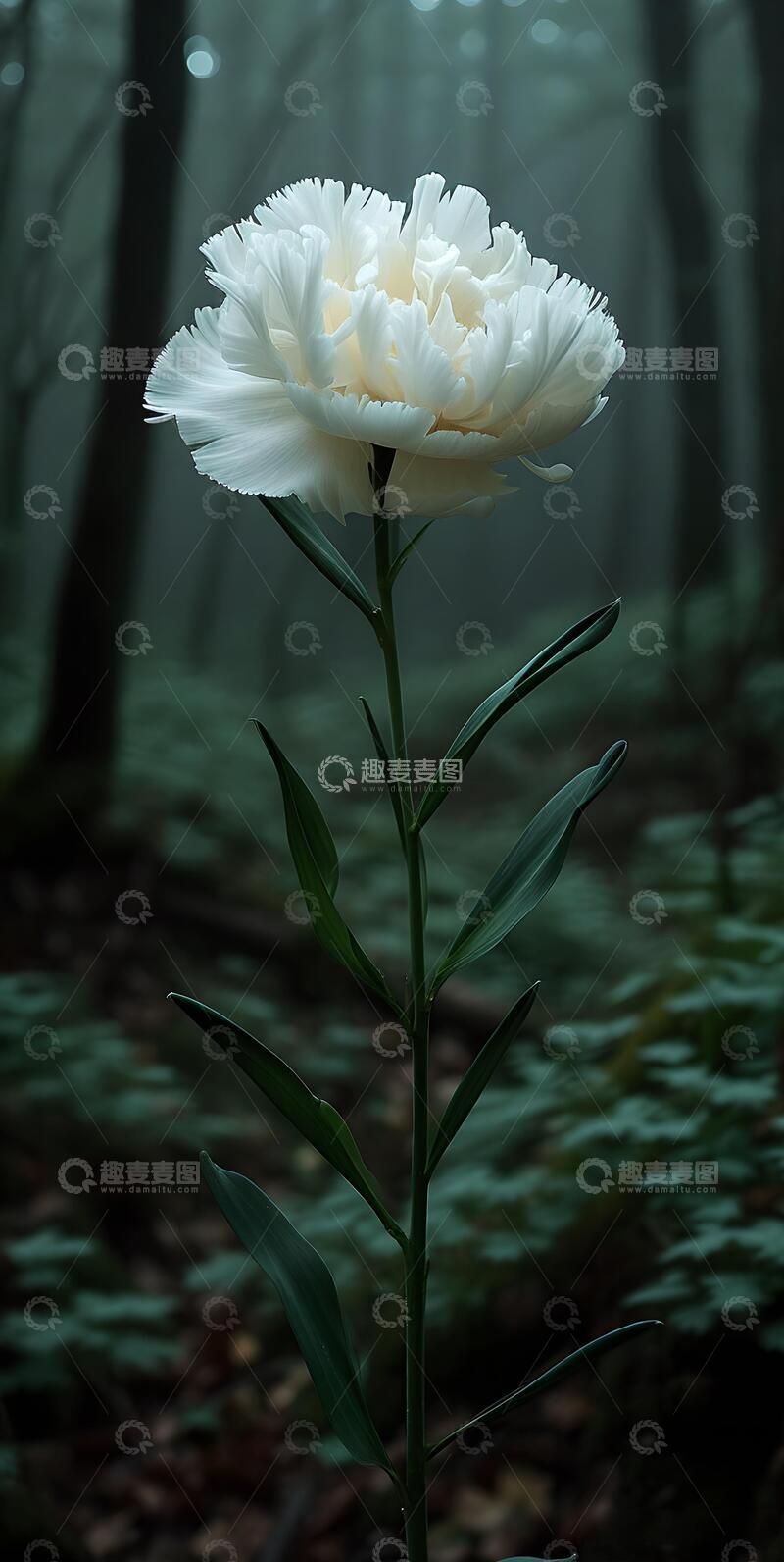 高清大图下载【趣麦麦图】治愈系重瓣鲜花鲜花壁纸ins风3