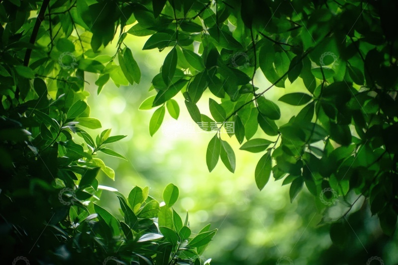 高清大图下载【趣麦麦图】绿植枝叶光照摄影