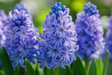 蓝紫色的风信子摄影