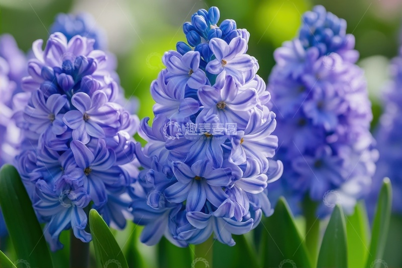 高清大图下载【趣麦麦图】-蓝紫色的风信子摄影