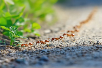 地面上行走的一行蚂蚁