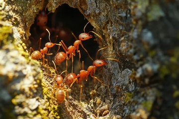 红蚂蚁蚁穴摄影