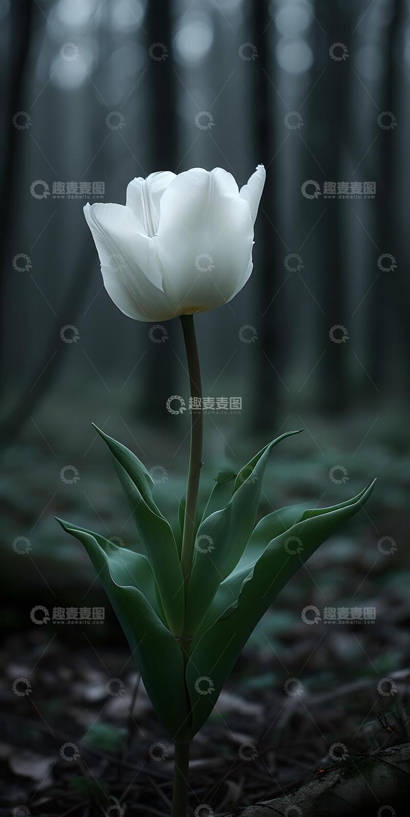 高清大图下载【趣麦麦图】森系治愈系白色郁金香风ins风5