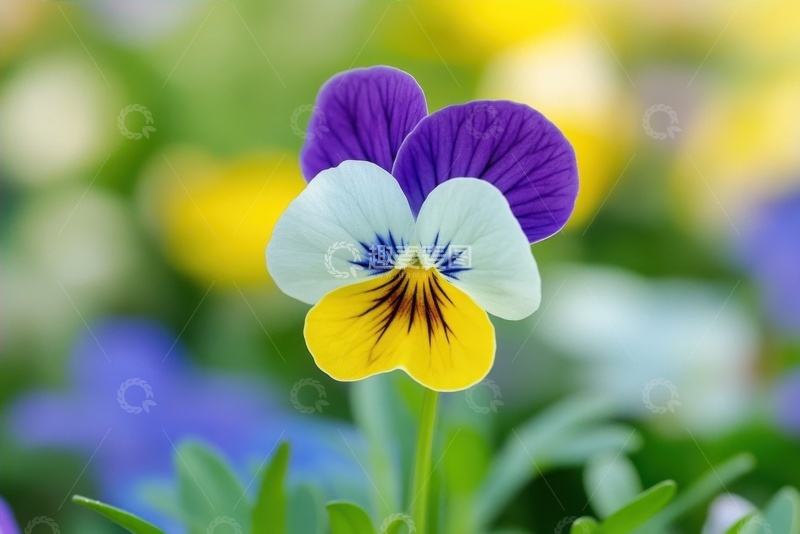 高清大图下载【趣麦麦图】一朵蝴蝶兰花