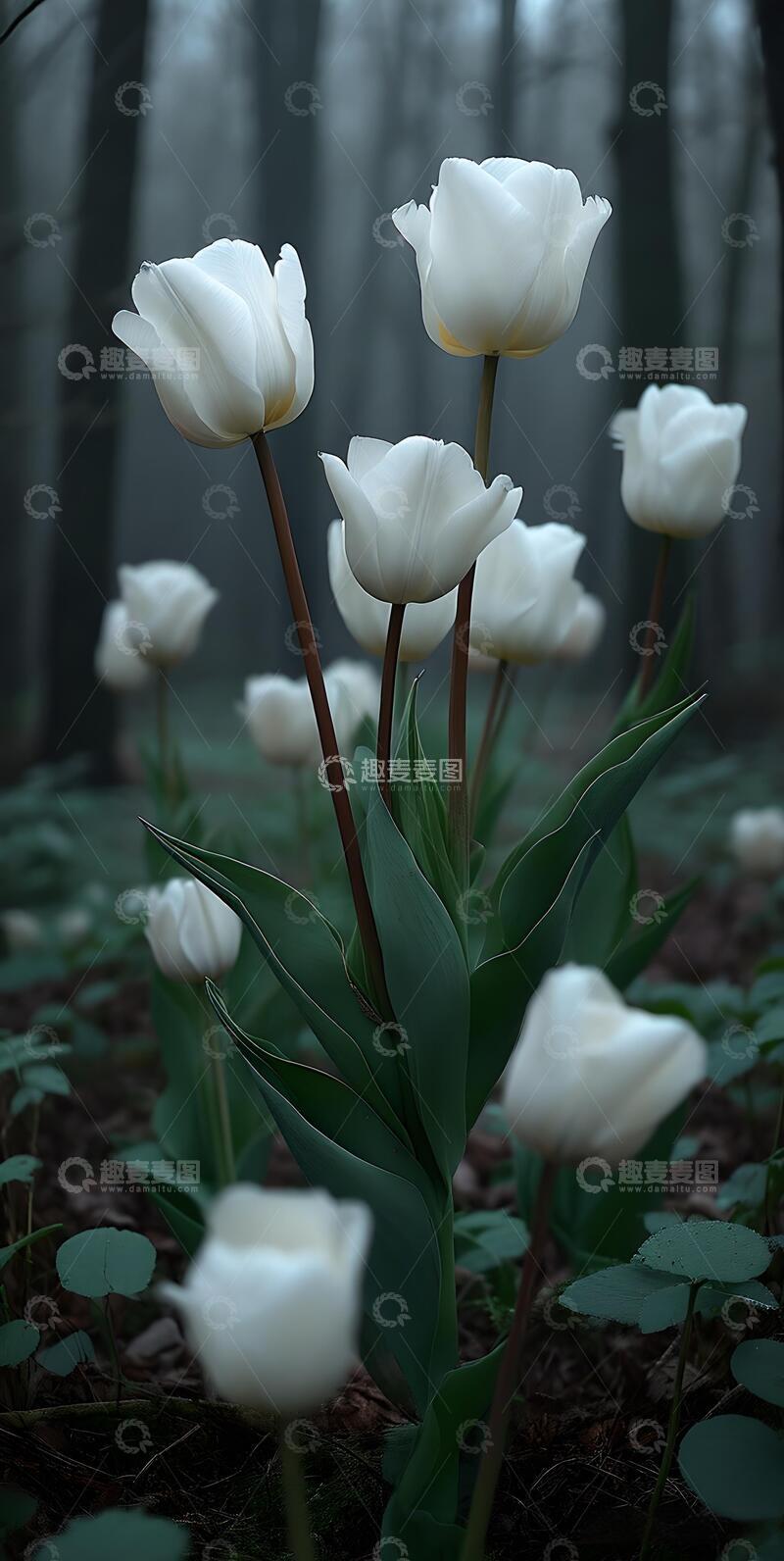 高清大图下载【趣麦麦图】森系治愈系白色郁金香风ins风8