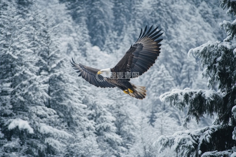 高清大图下载【趣麦麦图】-冬季森林上空飞翔的老鹰
