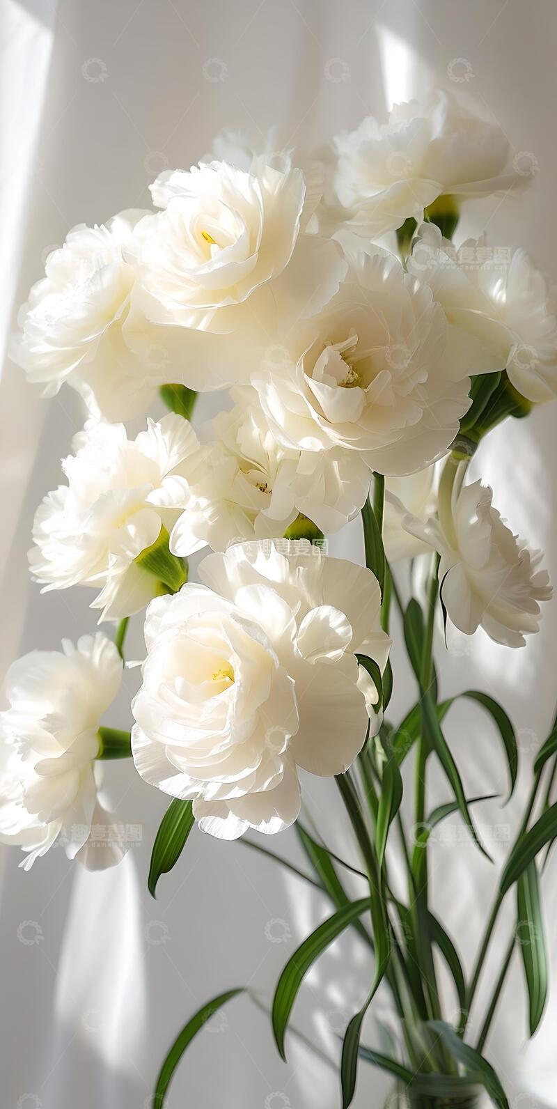 高清大图下载【趣麦麦图】春天治愈系白色鲜花ins风2