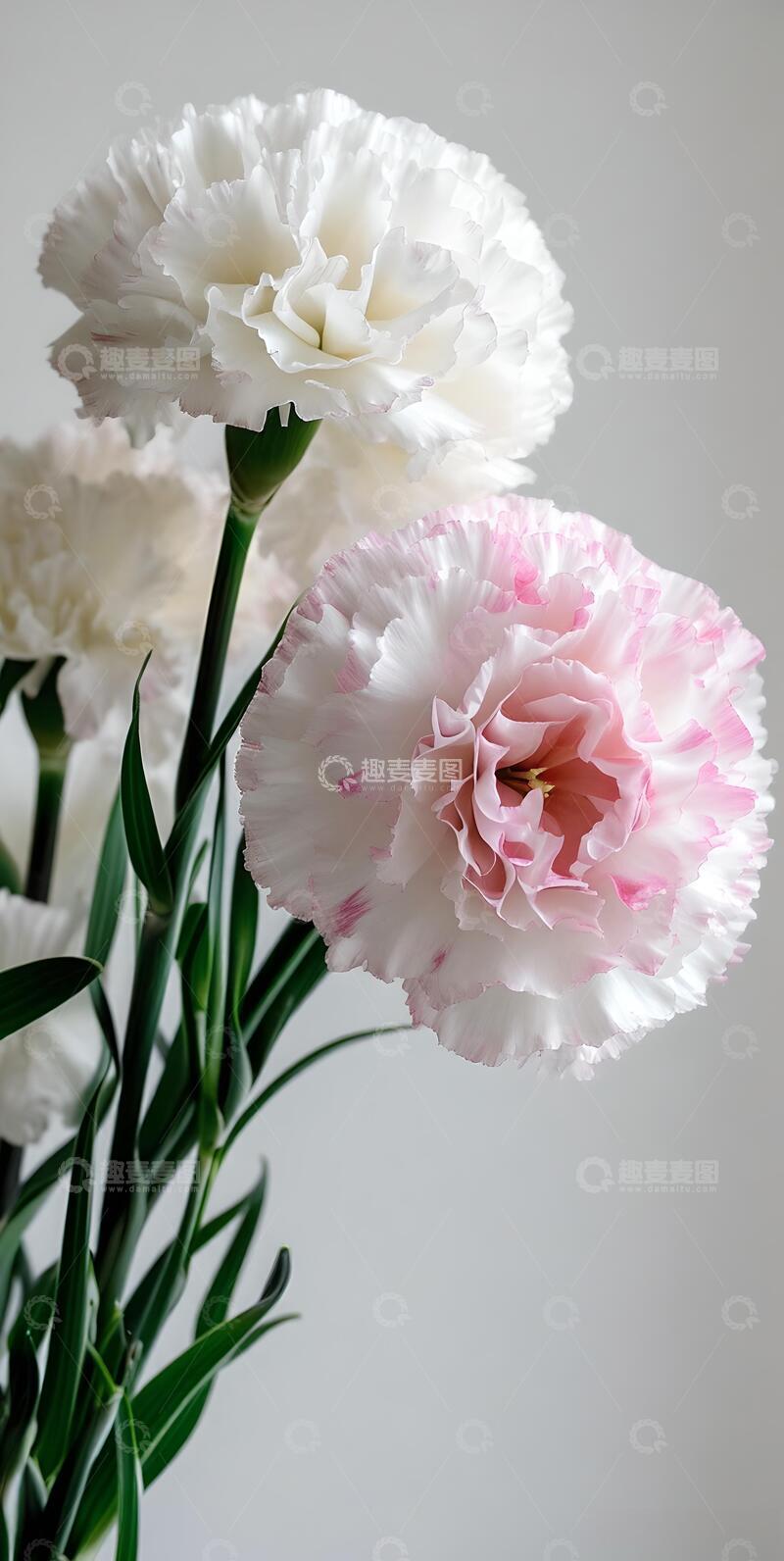 高清大图下载【趣麦麦图】春天治愈系白色鲜花7