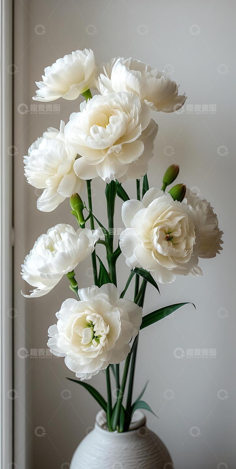 高清大图下载【趣麦麦图】春天治愈系白色牡丹花鲜花6