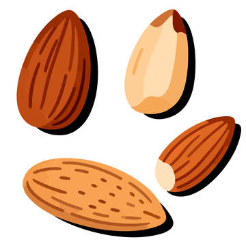 手绘杏仁矢量素材