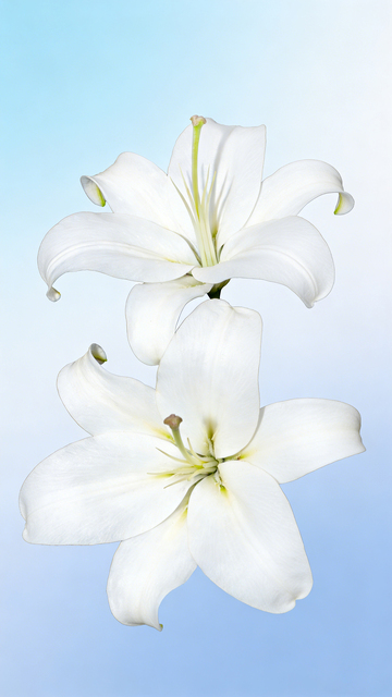 清新百合花特写摄影图片