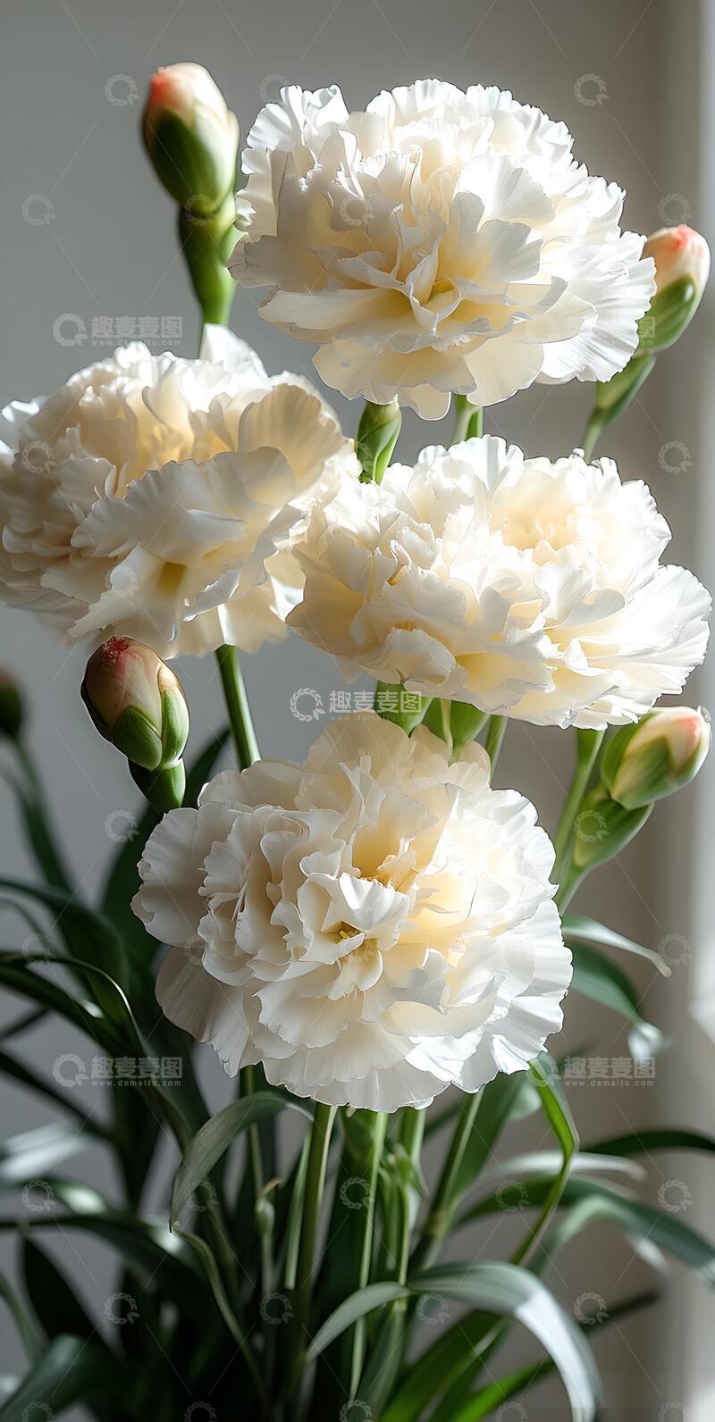 高清大图下载【趣麦麦图】春天治愈系白色鲜花ins风1