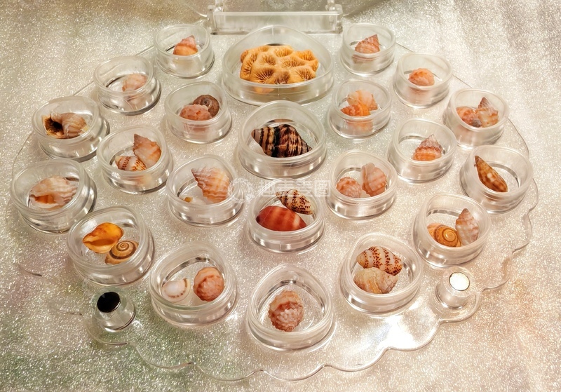 高清大图下载【趣麦麦图】贝壳标本展示