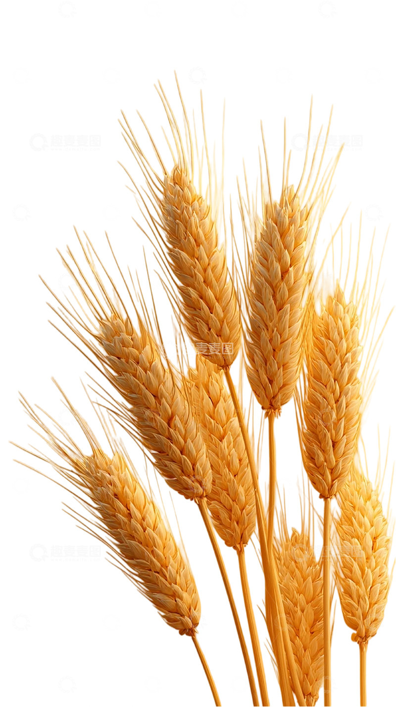 高清大图下载【趣麦麦图】麦浪起伏的田园诗篇