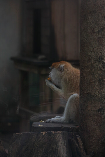 猴静思食木台景深