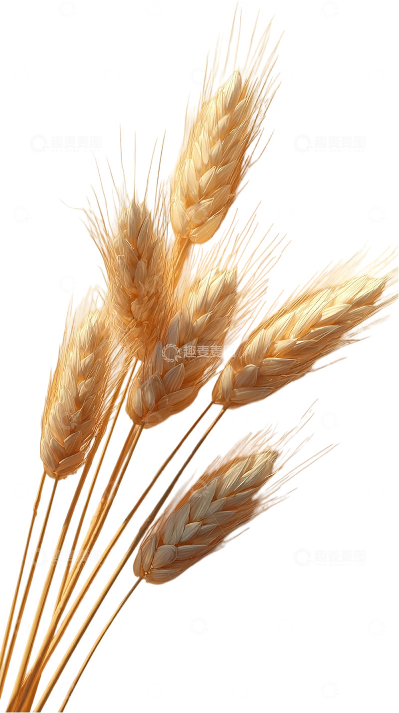 高清大图下载【趣麦麦图】金色麦穗的丰收奇迹