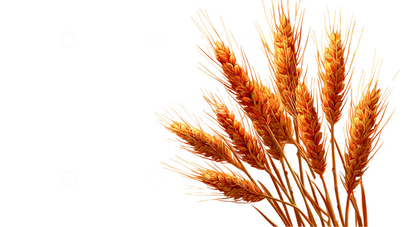 高清大图下载【趣麦麦图】秋日黄金稻穗盛宴