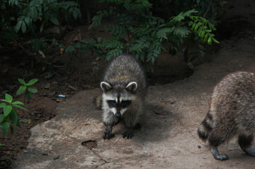 野生浣熊自然栖息摄影图片