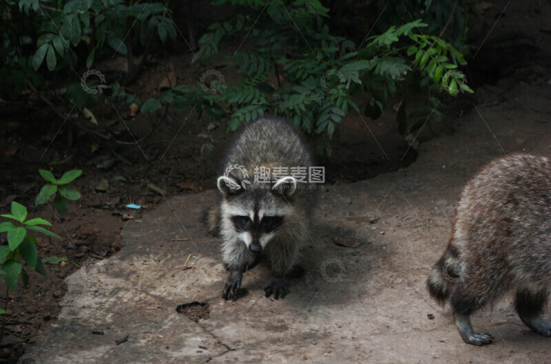 高清大图下载【趣麦麦图】野生浣熊自然栖息摄影图片