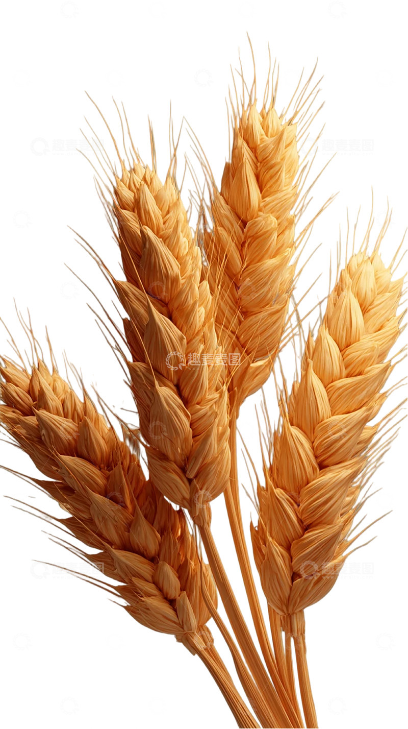 高清大图下载【趣麦麦图】金色麦浪的秋日低语