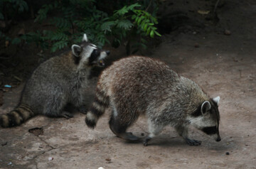野生浣熊互动自然环境摄影