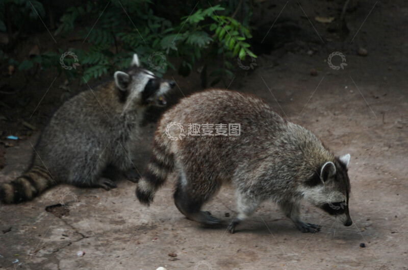 高清大图下载【趣麦麦图】野生浣熊互动自然环境摄影