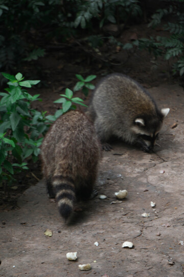 野外浣熊觅食自然风光摄影