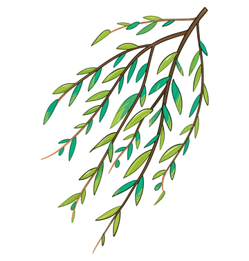 卡通柳枝植物插图
