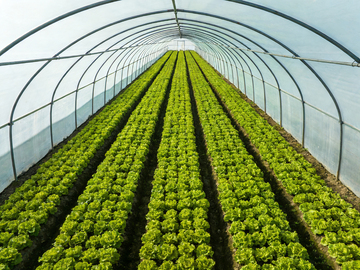 温室生菜种植
