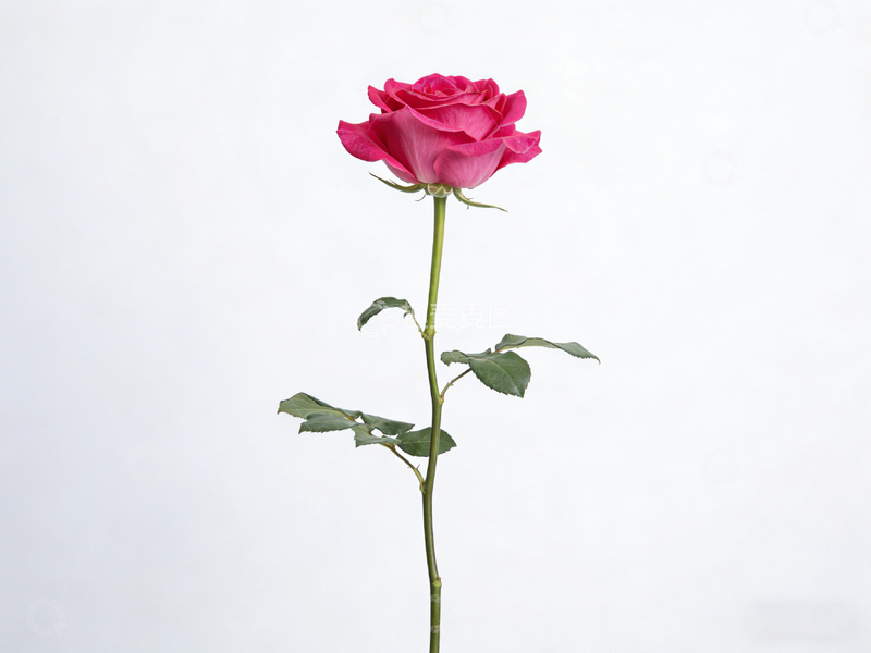 高清大图下载【趣麦麦图】玫瑰单朵特写摄影图片