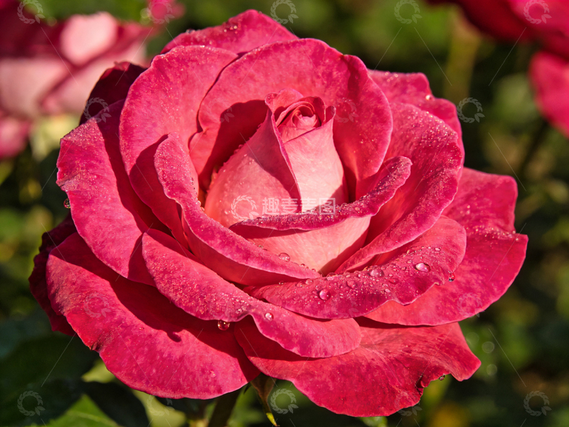 高清大图下载【趣麦麦图】鲜艳玫瑰特写花卉摄影