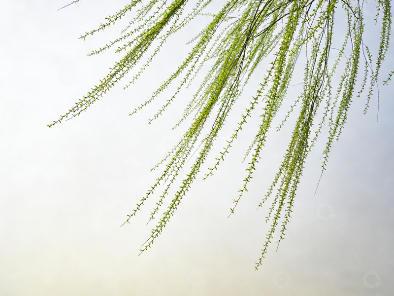 高清大图下载【趣麦麦图】春风拂柳照片