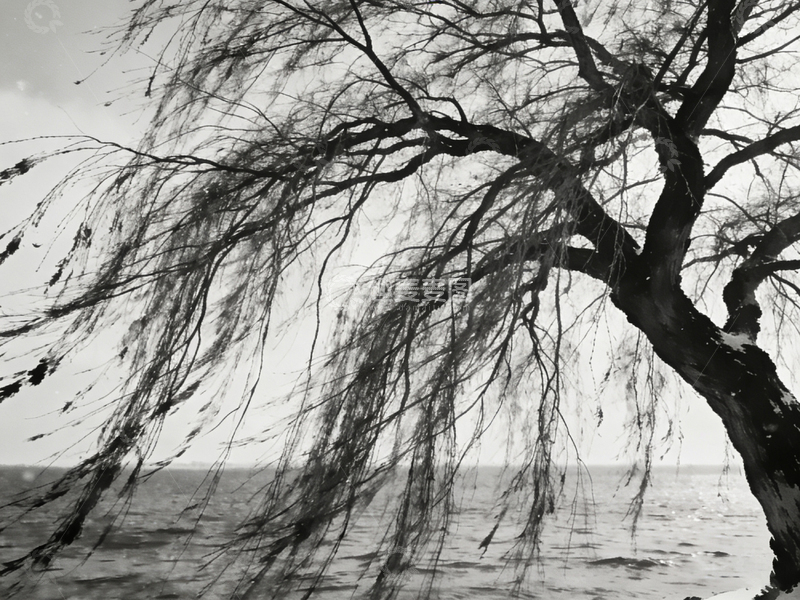 高清大图下载【趣麦麦图】黑白风海边垂柳艺术照片