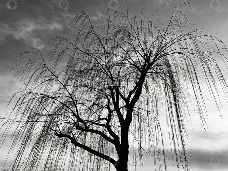 高清大图下载【趣麦麦图】黑白风枯树剪影摄影