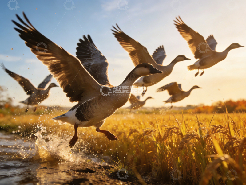 高清大图下载【趣麦麦图】雁群起飞湿地风光摄影图片