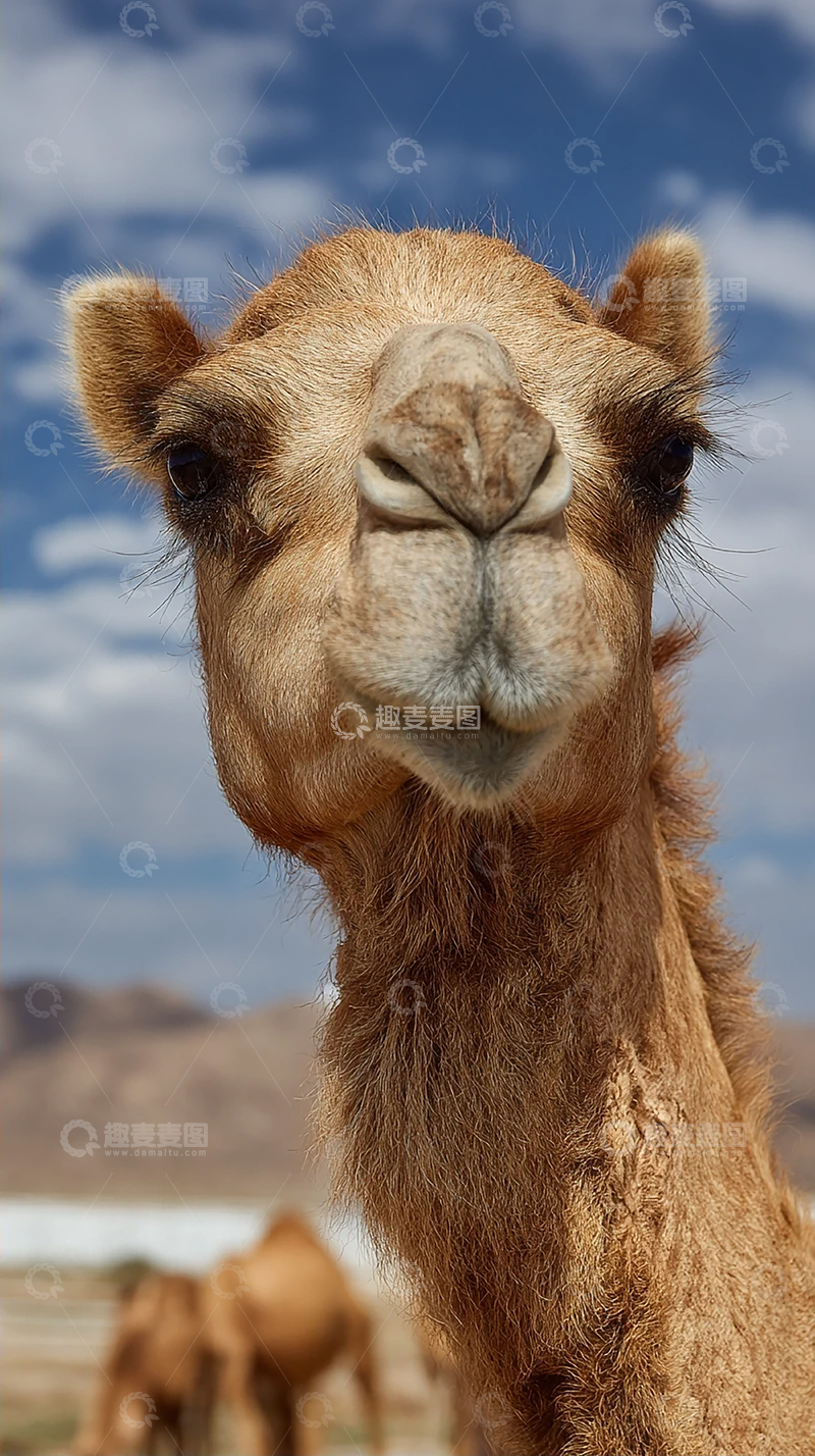 高清大图下载【趣麦麦图】沙漠中的温顺巨兽